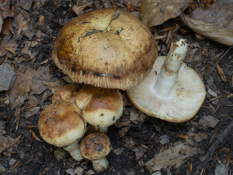 Russula illota